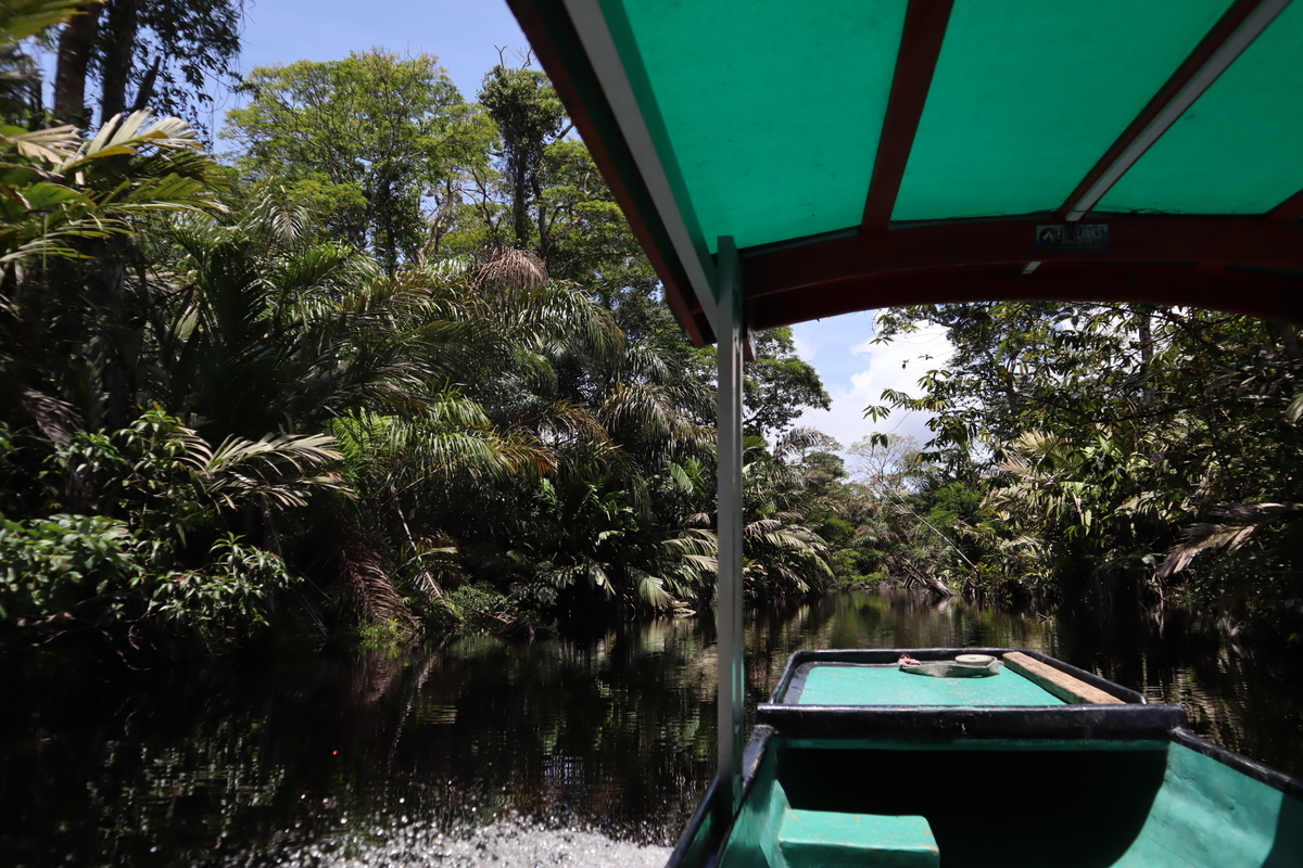 Boat trip is spectacular across Caño Palma canals on our way to Laguna Cuatro.