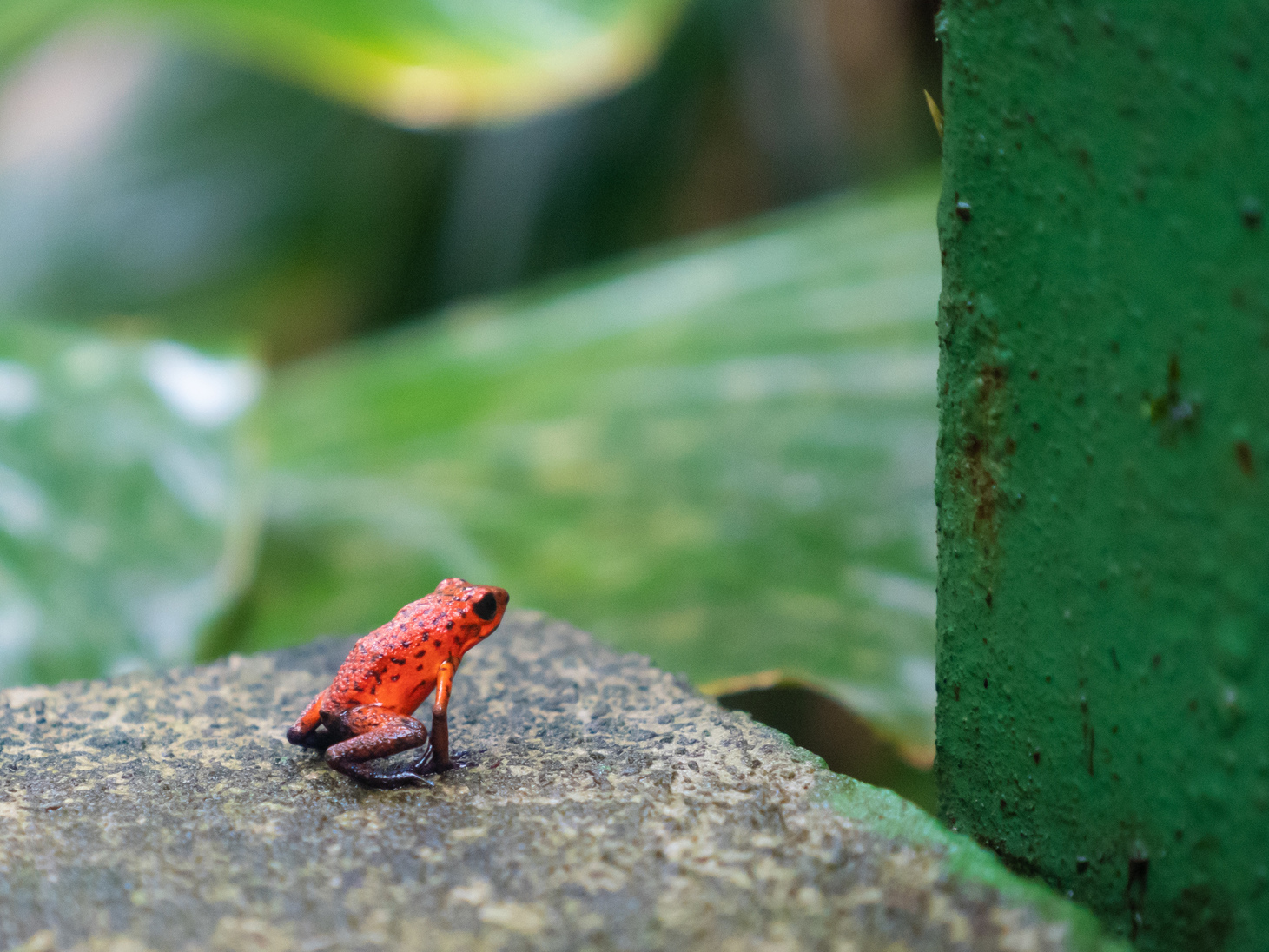 Wildlife is abundant in the area, like this cute Blue Jeans frog we found in Tortuguero Hill on a tour day.